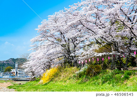 東京都日の出町 塩田耕地堤の桜並木 46506545