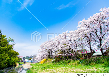 東京都日の出町 塩田耕地堤の桜並木 東京都日の出町 塩田耕地堤の桜並木 46506547