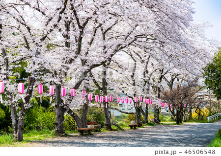 東京都日の出町 塩田耕地堤の桜並木 46506548