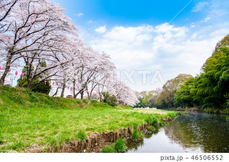 東京都日の出町 塩田耕地堤の桜並木 46506552