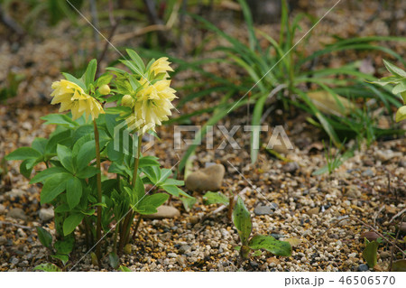 クリスマスローズ クリスマスローズ 46506570