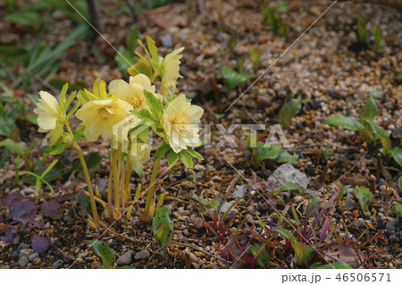 クリスマスローズ 46506571