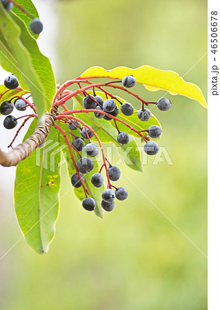 黒い実のなるユズリハ 黒い実のなるユズリハ 46506678