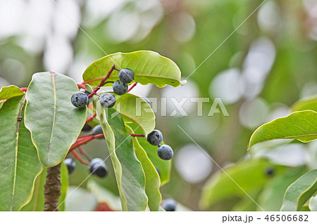 黒い実のなるユズリハ 黒い実のなるユズリハ 46506682