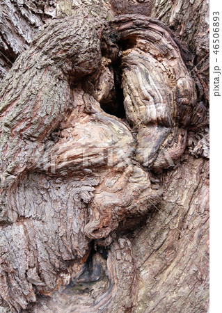 Bizarre forms of bark of very old willow Bizarre forms of bark of very old willow 46506893