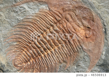 Fossil of a trilobites from the ordovician period Fossil of a trilobites from the ordovician period 46506913