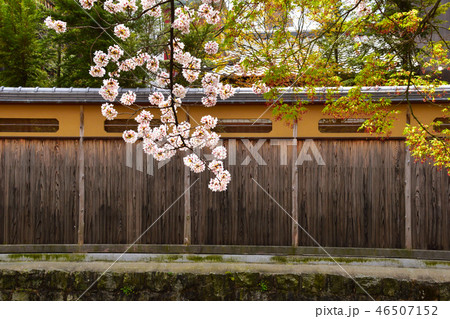 春 京都イメージ 春 京都イメージ 46507152