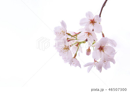 桜の花　開花　枝先　白背景 46507300