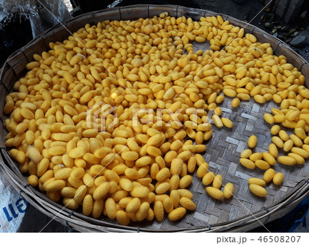 Yellow Silk Cocoon 46508207