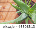 aloe vera on wooden background 46508313
