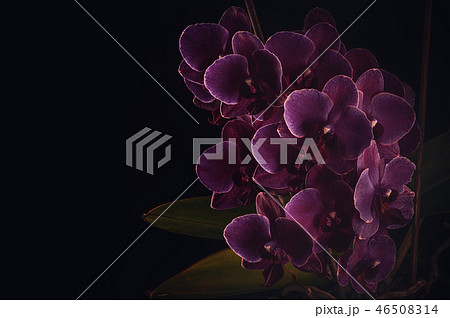 purple orchid on a black background 46508314