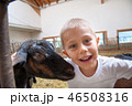 a child plays and has fun with goats 46508316