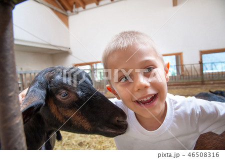 a child plays and has fun with goats 46508316