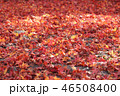 紅葉 46508400