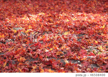 紅葉 紅葉 46508400