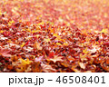 紅葉 46508401