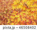 紅葉 46508402