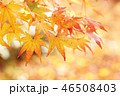 紅葉 46508403