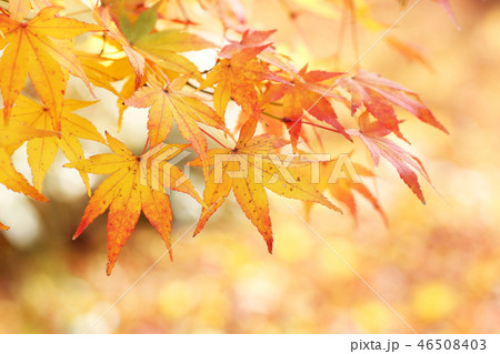 紅葉 紅葉 46508403