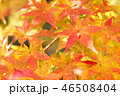 紅葉 46508404