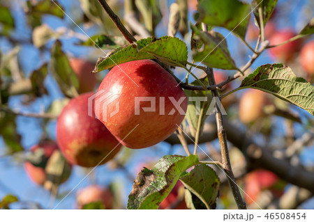 りんご　10月 46508454