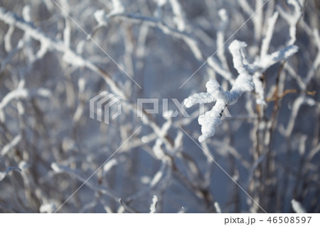 Bushes covered with frozen. 46508597