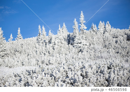 Forest covered with frost 46508598
