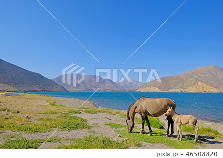 Wild horses at the dam of the Embalse Puclaro lake, Vicuna, Elqui valley, Chile, South America Wild horses at the dam of the Embalse Puclaro lake, Vicuna, Elqui valley, Chile, South America 46508820