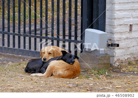 Dog Love, beautiful authentic image of a black and a golden dog cuddling each other, Pirque 46508902