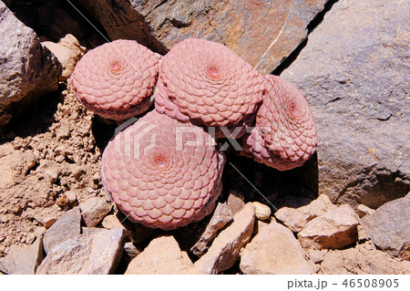 Red brown unidentifiable houseleeks, Sempervivum, near Paso de la Cumbre or Cristo Redentor in the Red brown unidentifiable houseleeks, Sempervivum, near Paso de la Cumbre or Cristo Redentor in the 46508905