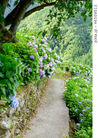 写真素材：山間の紫陽花ロード、あじさい、田舎、新宮、四国 46509013