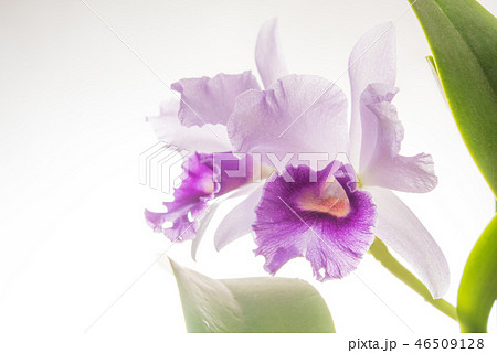 カトレア 紫 二輪咲き 白バックの写真素材