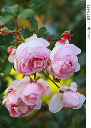 淡いピンクが美しいバラ 淡いピンクが美しいバラ 46509448