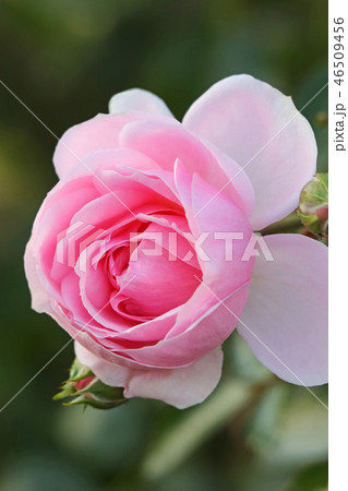 淡いピンクが美しいバラ 46509456