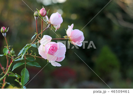 淡いピンクが美しいバラ 46509461
