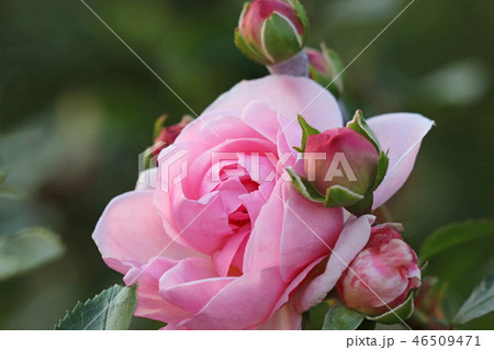 淡いピンクが美しいバラ 淡いピンクが美しいバラ 46509471