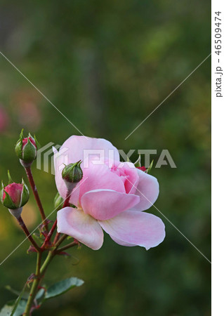 淡いピンクが美しいバラ 46509474