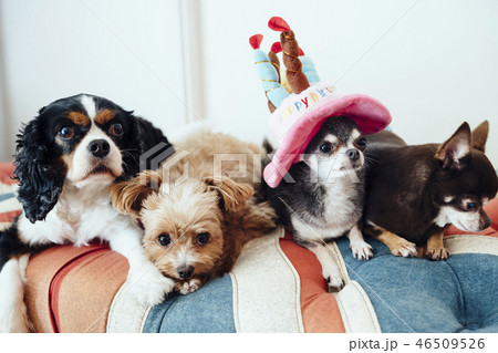 4匹の犬が誕生日のお祝いをしている 46509526