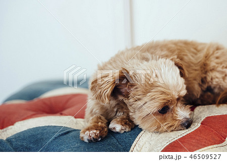 ユニオンジャック柄のソファでくつろぐ犬 チワプーの写真素材
