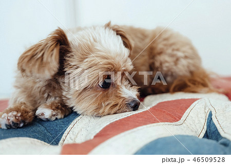 ユニオンジャック柄のソファでくつろぐ犬 チワプーの写真素材