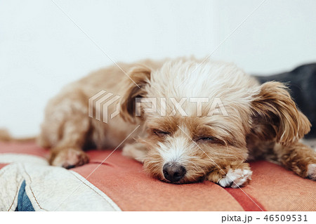 ユニオンジャック柄のソファで寝ている犬 チワプーの写真素材