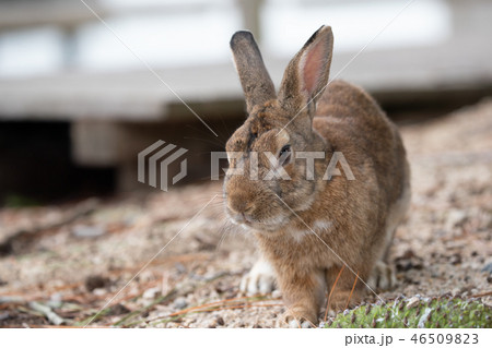 野生のウサギ -うさぎの楽園 大久野島- 野生のウサギ -うさぎの楽園 大久野島- 46509823