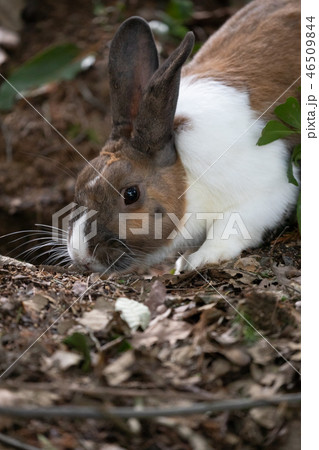 野生のウサギ -うさぎの楽園 大久野島- 46509844