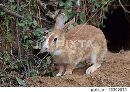 野生のウサギ -うさぎの楽園 大久野島- 46509856