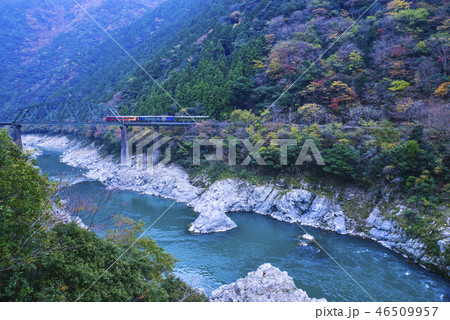 紅葉の大歩危峡と観光列車 紅葉の大歩危峡と観光列車 46509957