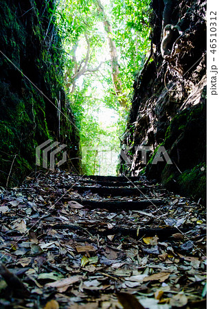 [東京都] 伊豆大島の泉津の切通し 46510312