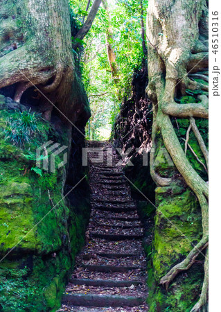 [東京都] 伊豆大島の泉津の切通し 46510316