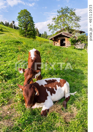 Cow pasture on beautiful Alps mountain meadow 46511035