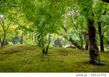 後楽園 唯心山の山腹風景 46512778