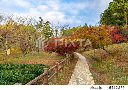 紅葉と茶畑 紅葉と茶畑 46512875
